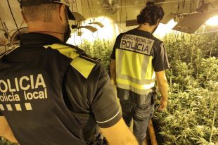 Localitzen més de 600 plantes de marihuana en una casa a Llagostera