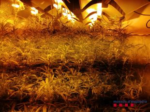 Detinguts dos responsables d'un cultiu amb 709 plantes de marihuana en una casa de Mont-ras