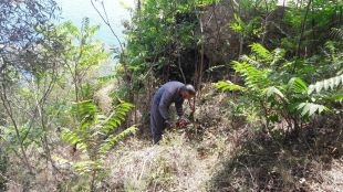 Diverses plantes invasores amenacen l'ecosistema del torrent de la Pedrosa a Palafrugell