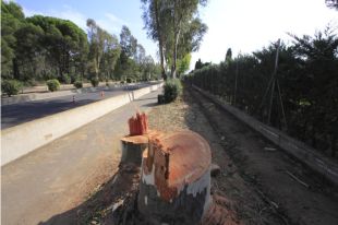 Denuncien una ''tala indiscriminada'' d'arbres per fer el nou carril bici entre Palafrugell i Calella