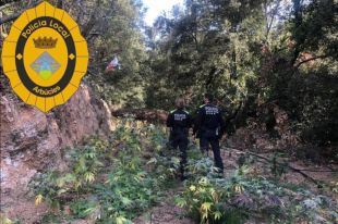 Arbúcies alerta que el municipi és ''un caramel'' per als cultivadors de marihuana