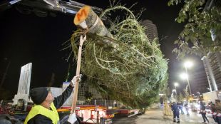 Madrid ordena talar un avet de 18 metres a Girona per a les seves decoracions de Nadal
