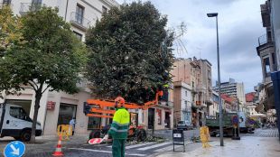 Figueres inicia la poda d'arbres en 58 espais de la ciutat