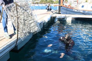 Sant Feliu de Guíxols, primer port de l'estat espanyol amb biohuts per protegir els peixos alevins