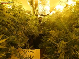 Detingut l'amo d'un cultiu amb 540 plantes de marihuana dins una casa de Fornells de la Selva