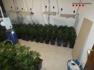 Desmantellades dues plantacions de marihuana en dos habitatges de Figueres