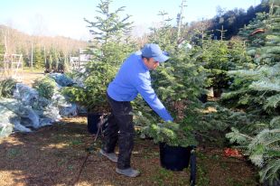 El cultivadors d'arbres de Nadal augmenten un 20% les vendes per la pandèmia
