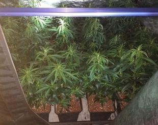 Dos detinguts a Cassà que tenien més de 2.000 plantes de marihuana a casa