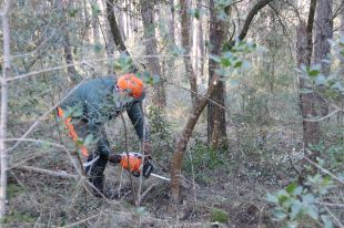 Inicien el pla de tales i plantació de pins per protegir el parc natural del Montgrí