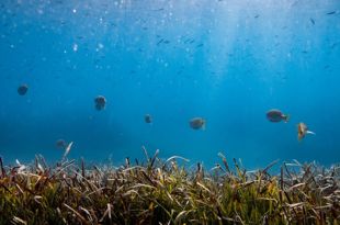 Estudien les praderies de posidònia de Palafrugell per millorar la conservació de la biodiversitat