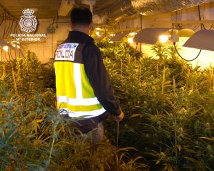 Desmantellada una plantació de marihuana en una hípica abandonada a Breda