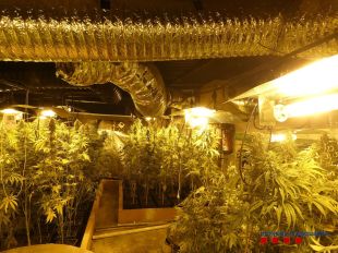 Desmantellen una plantació de marihuana valorada en gairebé 17.000 euros a Vilabertran