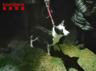 Rescaten un gos que va caure dins un pou de cinc metres de profunditat a Peralada