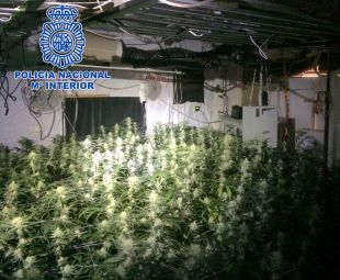 Dos detinguts per un cultiu amb més de 500 plantes de marihuana en un xalet de Platja d'Aro