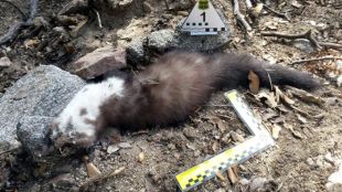 15 mesos de presó per un pastor de Viladrau per enverinar mortalment animals domèstics i salvatges