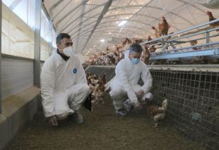 El brot de grip aviària als Aiguamolls de l'Empordà intensifica els controls a les explotacions d'aus