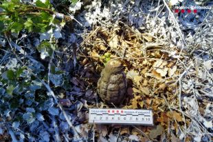 Troben una granada de la Guerra Civil en un bosc de Sarrià de Ter