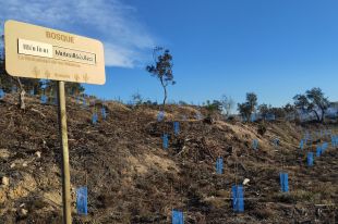 Mutual Mèdica reforesta amb 300 arbres autòctons un bosc cremat a Maçanet de la Selva