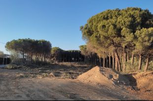 Veïns de Calonge denuncien la tala d'un centenar d'arbres d'una pineda per aixecar-hi pisos