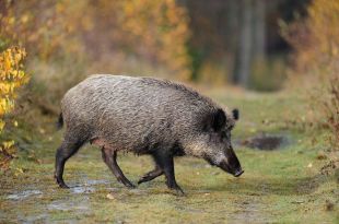 Catalunya modificarà la llei de caça després que un ciclista va rebre un tret en plena batuda