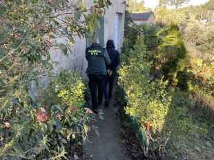 Quatre detinguts i 2.714 plantes de marihuana comissades en l'operatiu a Maçanet de la Selva