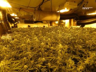 Dos detinguts per tenir un cultiu amb 3.468 plantes de marihuana dins una nau de Vila-sacra