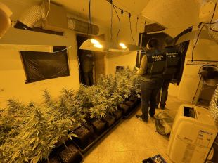 Quatre detinguts i 596 plantes de marihuana comissades a Maçanet de la Selva