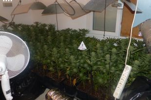 Detenen el responsable d'un cultiu amb 361 plantes de marihuana en una casa de l'Escala