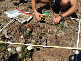 Sorprenent recuperació d'una planta en declivi al Cap de Creus des del 1990