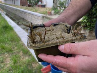 Planten diversos exemplars d'una planta aquàtica en perill d'extinció en un rec de Banyoles