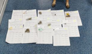 La Policia Local de Palafrugell intervé en una baralla en una festa i aixeca actes per tinença de drogues