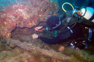 90 espècies pateixen els efectes de les arts de pesca perdudes al litoral català