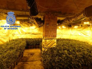 Desmantellen un cultiu de marihuana a Sant Feliu de Guíxols amb més de 1.500 plantes