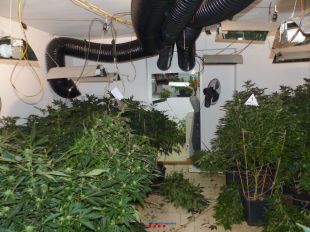 Un detingut per cultivar 962 plantes de marihuana dins una casa de Pau