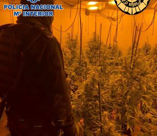 Detingut el propietari d'un cultiu exprés amb 400 plantes de marihuana a Platja d'Aro