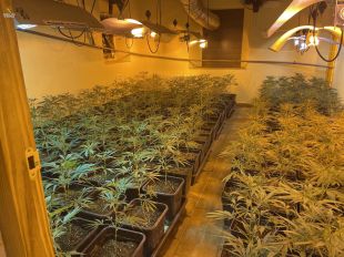 Localitzen un cultiu en una casa de Sant Aniol de Finestres amb 956 plantes de marihuana