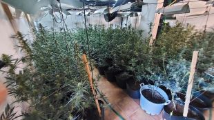 La Policia Local de Lloret arresta un home i comissa 1.000 plantes de marihuana