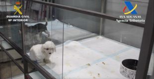 Detinguts dos reponsables d'una botiga d'animals de Girona que venien cadells de gos malalts