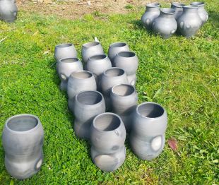 Un projecte estudiarà l'alimentació i l'estat de la població de pop als golfs de Roses i Pals