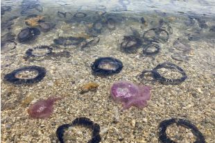 La premsa britànica alerta d'un increment de meduses a la Costa Brava