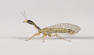 Detecten a Vilajuïga un insecte del Juràssic mai vist a Catalunya