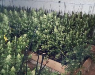 Tres detinguts responsables d'un cultiu amb 1.233 plantes de marihuana en un mas de Torroella