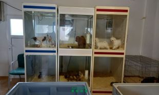 Denunciat un centre de venda i cria de gossos del Gironès per no estar inscrit com a nucli zoològic
