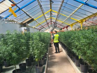 Comissen 700 plantes de marihuana d'un establiment de cultiu de cànem industrial a Llagostera