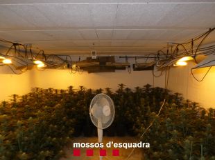 Set detinguts per tenir plantacions de marihuana al barri de Vila-roja de Girona
