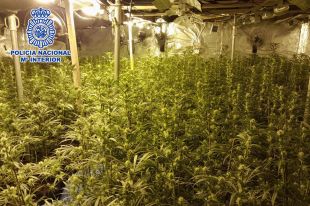 Desmantellat un cultiu de marihuana amb més de 1.800 plantes dins una casa de Lloret de Mar