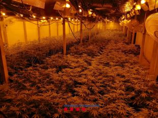 Dos detinguts i 1.800 plantes de marihuana comissades dins una nau a Sant Hilari Sacalm
