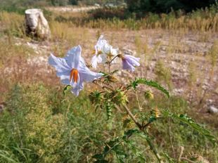 Un investigador de la UdG localitza quinze noves espècies de plantes al·lòctones a les Guilleries
