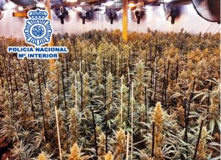 Desarticulat un grup criminal dedicat al cultiu i distribució de marihuana amb ramificacions a Girona