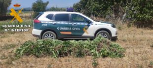 Comissades 258 plantes i 21 quilos de marihuana en dues actuacions a l'Alt Empordà